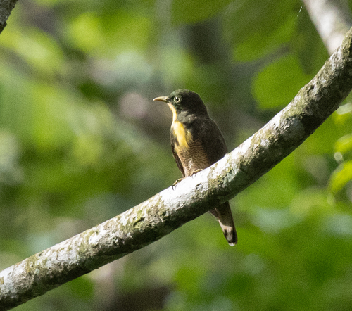 Yellow-throated Cuckoo (Chrysococcyx flavigularis), photo 2