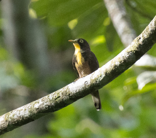 Yellow-throated Cuckoo (Chrysococcyx flavigularis), photo 4