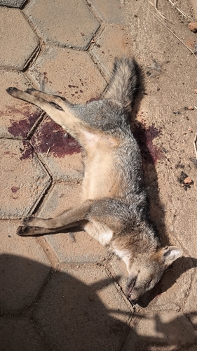 Crab-eating Fox