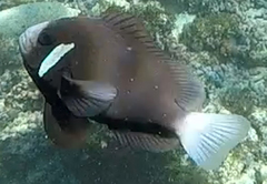 Amphiprion mccullochi