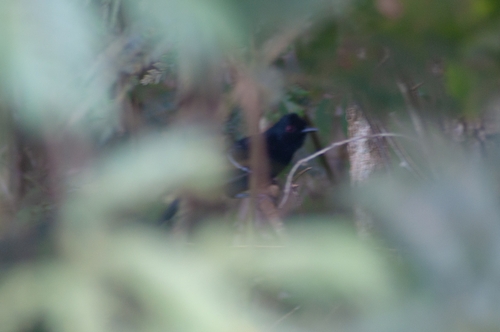 White-shouldered Fire-eye