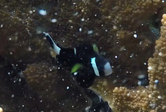 Amphiprion mccullochi
