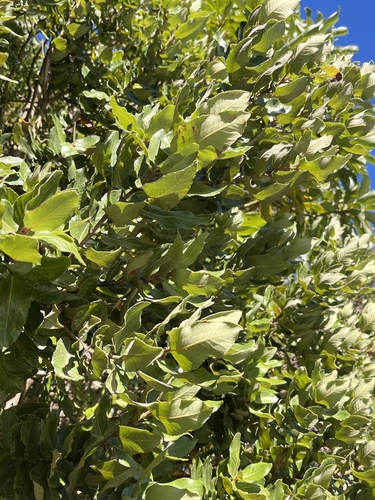 Eucryphia cordifolia, photograph 5