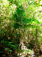 Chamaedorea tepejilote