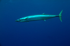 Acanthocybium solandri