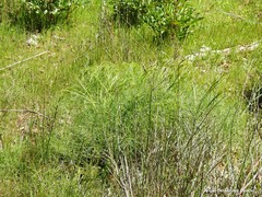 Peucedanum officinale