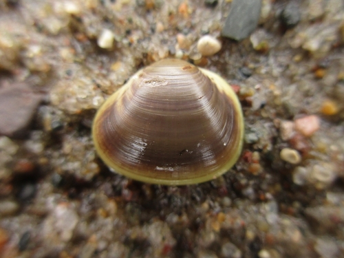 Sphaerium rhomboideum observed 2026-05-19