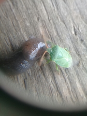 Sinopla perpunctatus