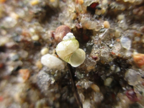 Amnicola limosus observed 2026-05-19