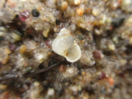 Amnicola limosus observed 2026-05-19