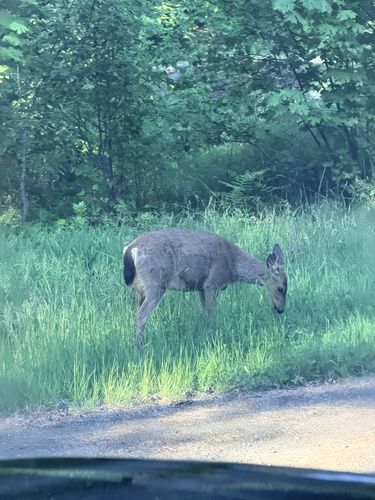 Mule Deer