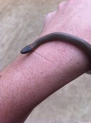 Diadophis punctatus modestus