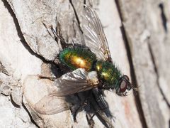 Gymnocheta viridis