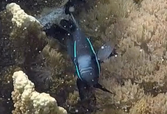 Amphiprion mccullochi