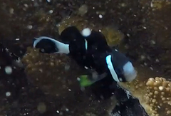 Amphiprion mccullochi