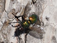 Gymnocheta viridis