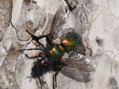 Gymnocheta viridis