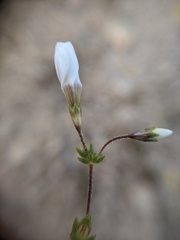 Leptosiphon chrysanthus decorus