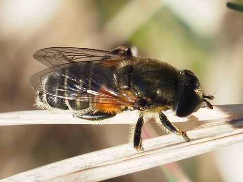 Merodon ruficornis