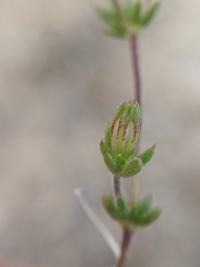 Leptosiphon chrysanthus decorus