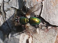 Gymnocheta viridis