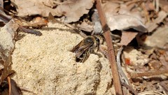 Colletes validus