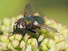 Gymnocheta viridis