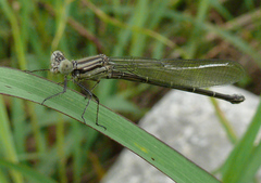 Argia translata