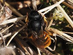 Osmia bicolor