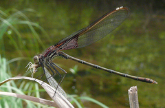 Hetaerina americana