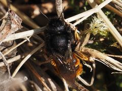 Osmia bicolor