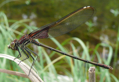 Hetaerina americana