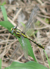 Phanogomphus militaris