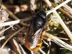 Osmia bicolor