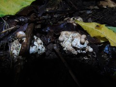 Geastrum schweinitzii