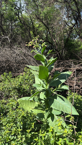 Nicotiana tabacum observed 2026-05-19