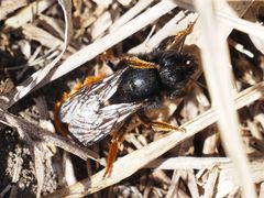 Osmia bicolor
