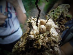 Geastrum schweinitzii