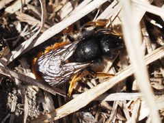 Osmia bicolor