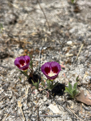 Clarkia speciosa