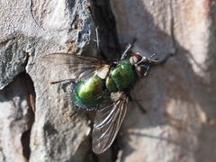 Gymnocheta viridis