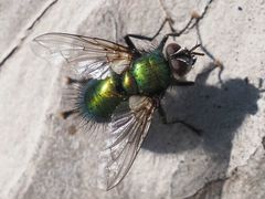 Gymnocheta viridis