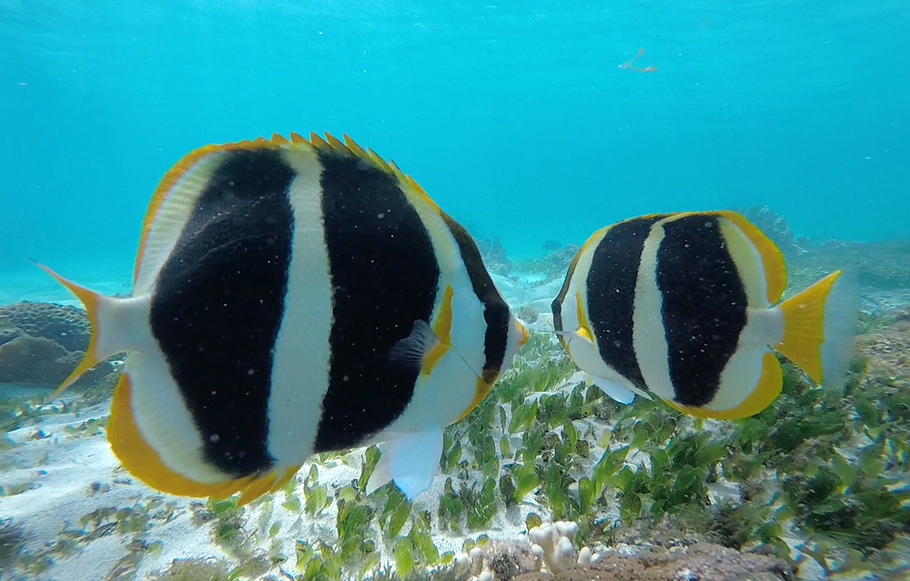 Threeband butterflyfish (Chaetodon tricinctus) — Chaetodontidae