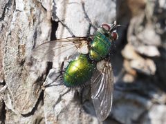 Gymnocheta viridis