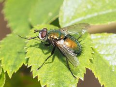 Gymnocheta viridis