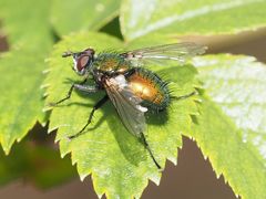 Gymnocheta viridis
