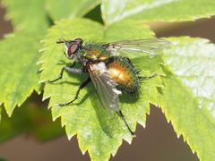 Gymnocheta viridis