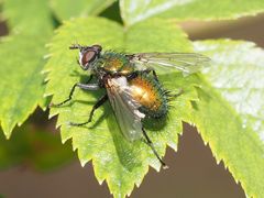 Gymnocheta viridis