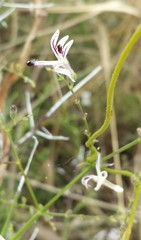 Andrographis paniculata