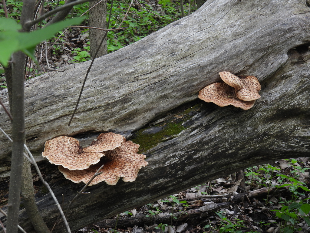 Dryad's Saddle